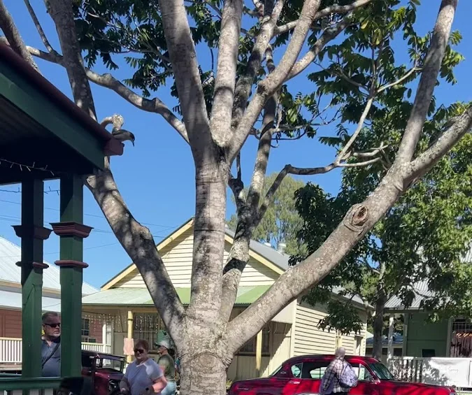 The café verandah and tree-shaded street at Old Petrie Town